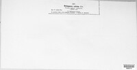 Melampsora salicina image